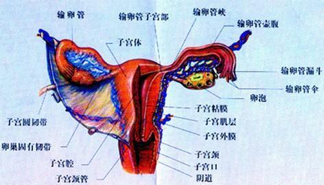 子宫的结构图，想看女人子宫长什么样子宫结构图片让你一目了然