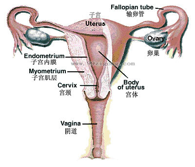 子宫的结构图，想看女人子宫长什么样子宫结构图片让你一目了然