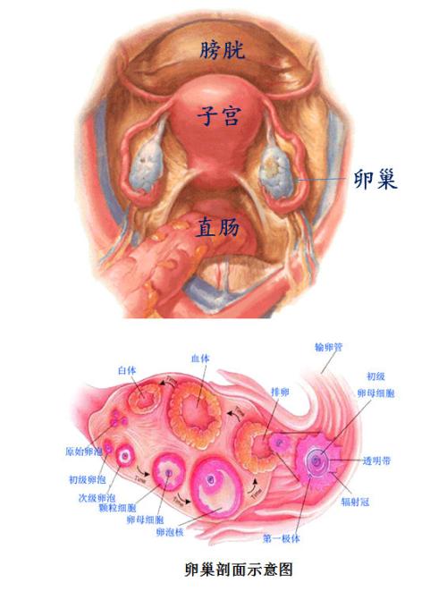 子宫的结构图，想看女人子宫长什么样子宫结构图片让你一目了然