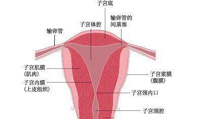 子宫的结构图，想看女人子宫长什么样子宫结构图片让你一目了然