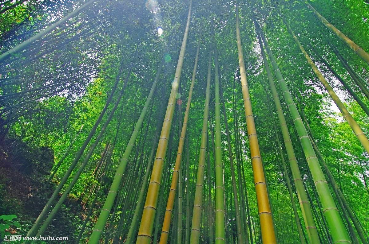 毛竹是世界上生长速度最快的植物别瞎扯了,心灵毒鸡汤看多了吧