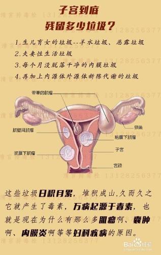 子宫的结构图，想看女人子宫长什么样子宫结构图片让你一目了然